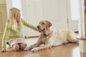 South Yorkshire Veterinary Practice Expanding Throughout The UK Following Investment